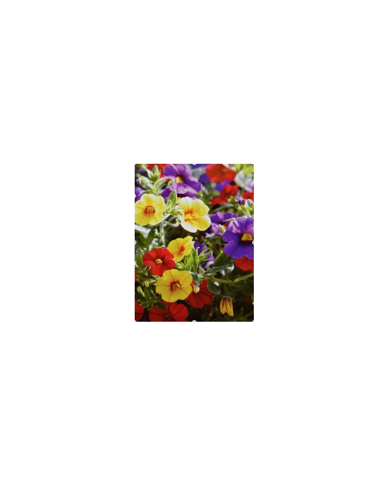 Confetti - Garden Sortiment