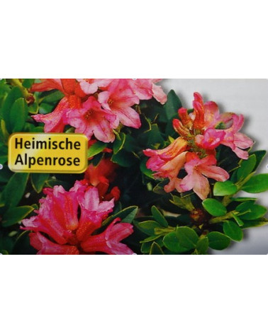 Rhododendron ferrugineum, Alpenrose (Almrausch)