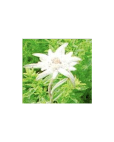 Leontopodium camtschaticum, Kamtschatkaedelweiss