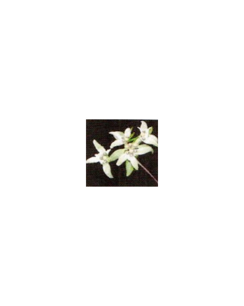 Leontopodium hayachinense , Chinesisches Edelweiss