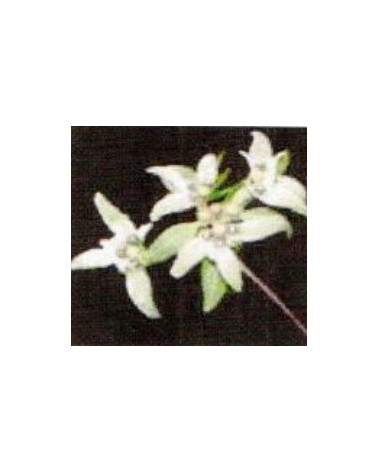 Leontopodium hayachinense , Chinesisches Edelweiss