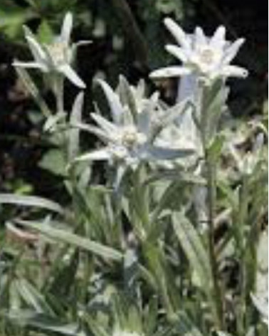 Leontopodium palibinianum, Edelweiss