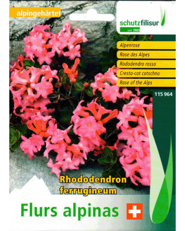 Alpenrose