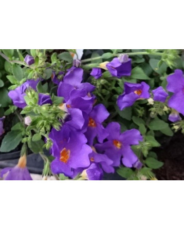 Bacopa-Sutera