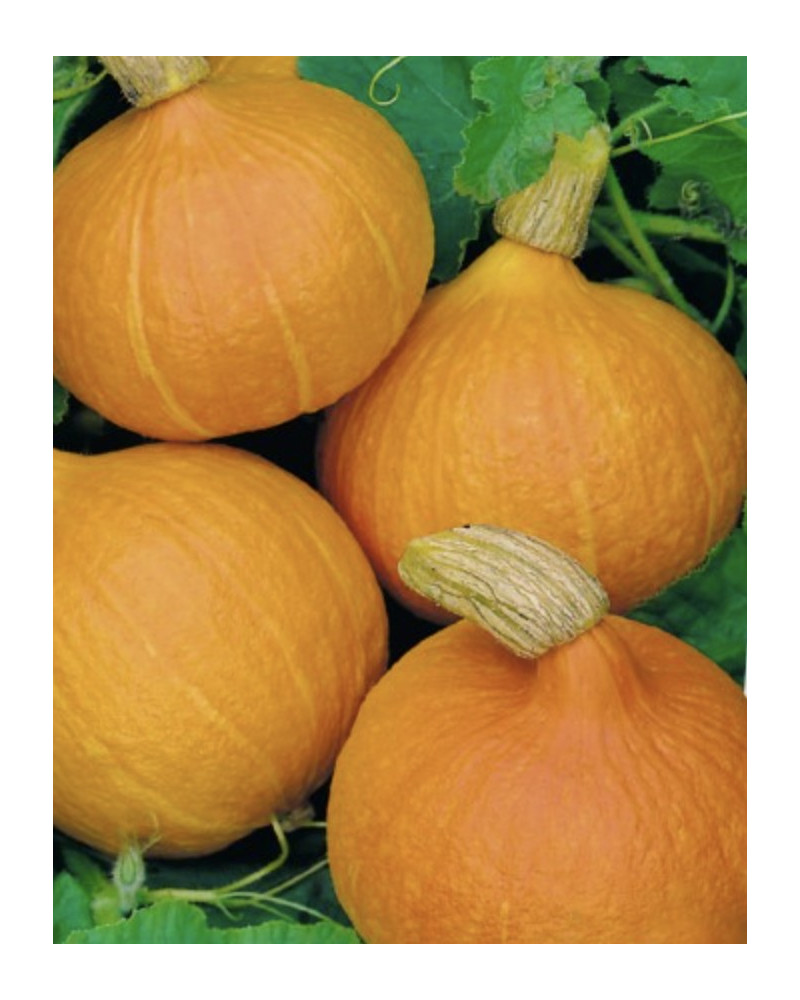 Speisekürbis orange