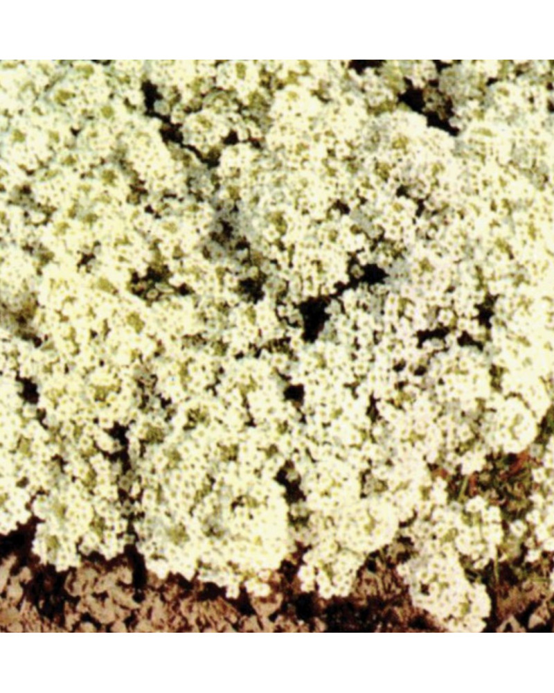 alyssum