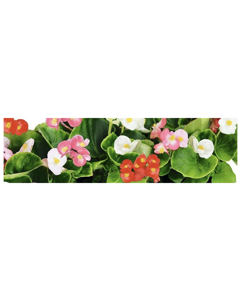 begonia