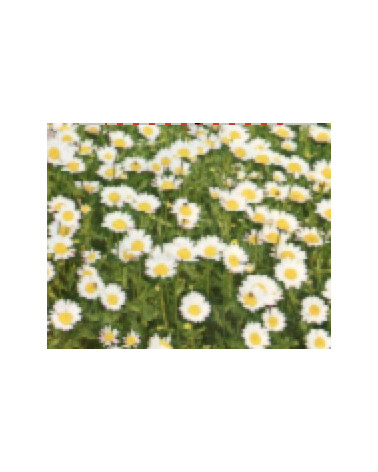 chrysanthemen