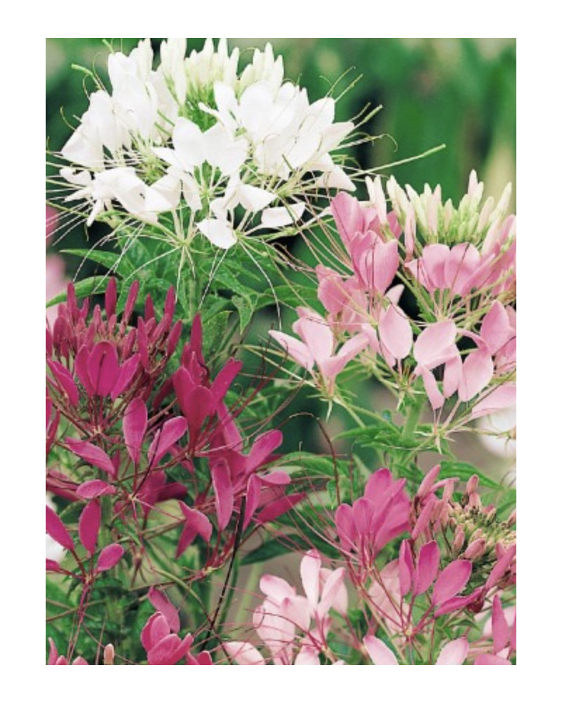 Cleome-Spinnenblume
