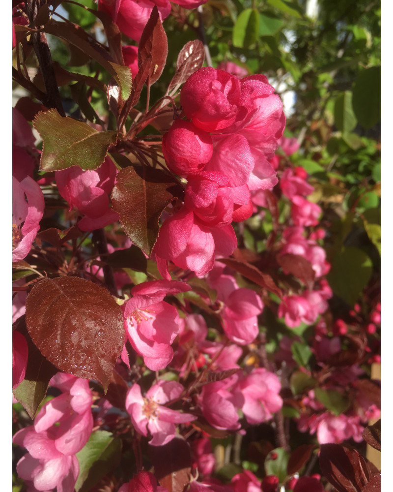 Malus Rudolf