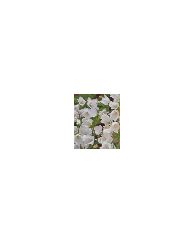 Campanula persicifolia Alba, Pfirsichblättrige Glockenblume