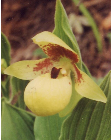 Gelber Frauenschuh Cypripedium flavum