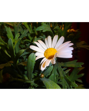 Chrysanthemum maximum Silberprinzesschen, Grossblumige Margrite