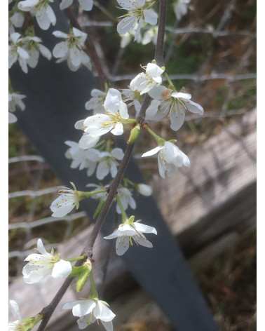 Schwarzdorn, Prunus spinosa