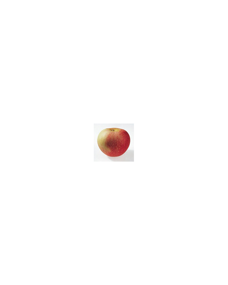 Apfel Discovery Niederstamm