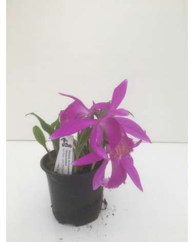 Tibet-Orchidee Tongariro, Pleione Tongariro