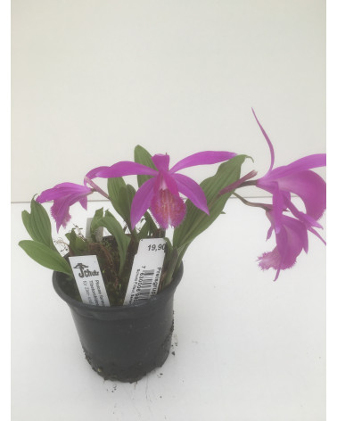 Tibet-Orchidee Tongariro, Pleione Tongariro