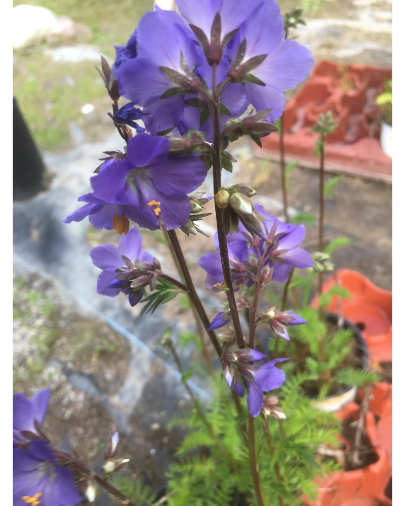 Jakobsleiter Samen – Polemonium Caeruleum, Blau & Winterhart