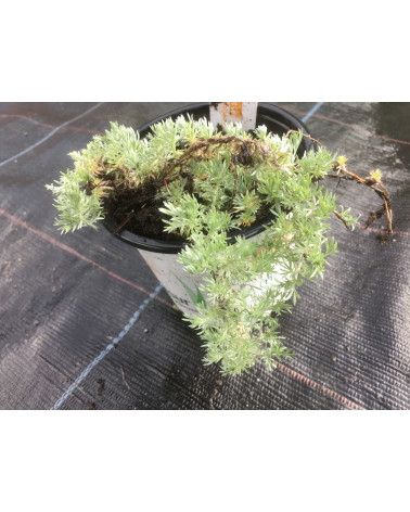 Gletscher-Wermut, Artemisia glacialis