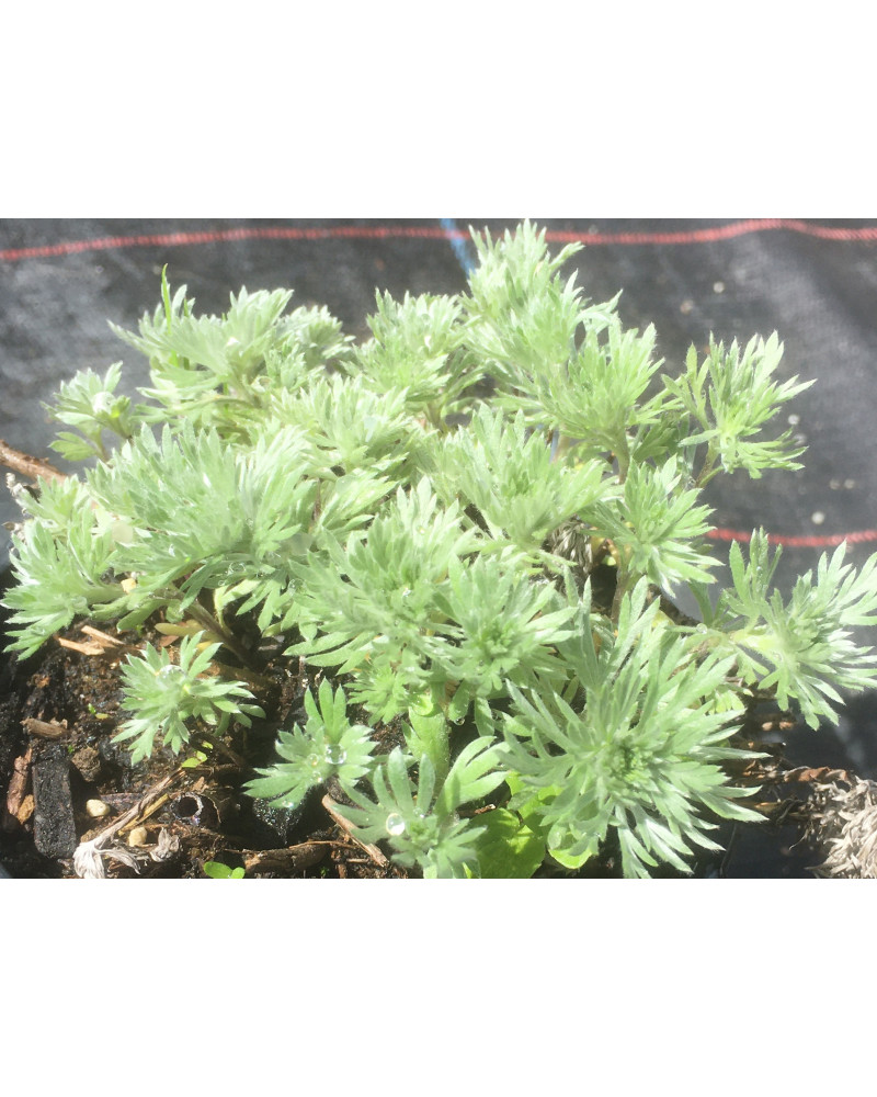 Silber-Wermut, Artemisia schmidtiana Nana
