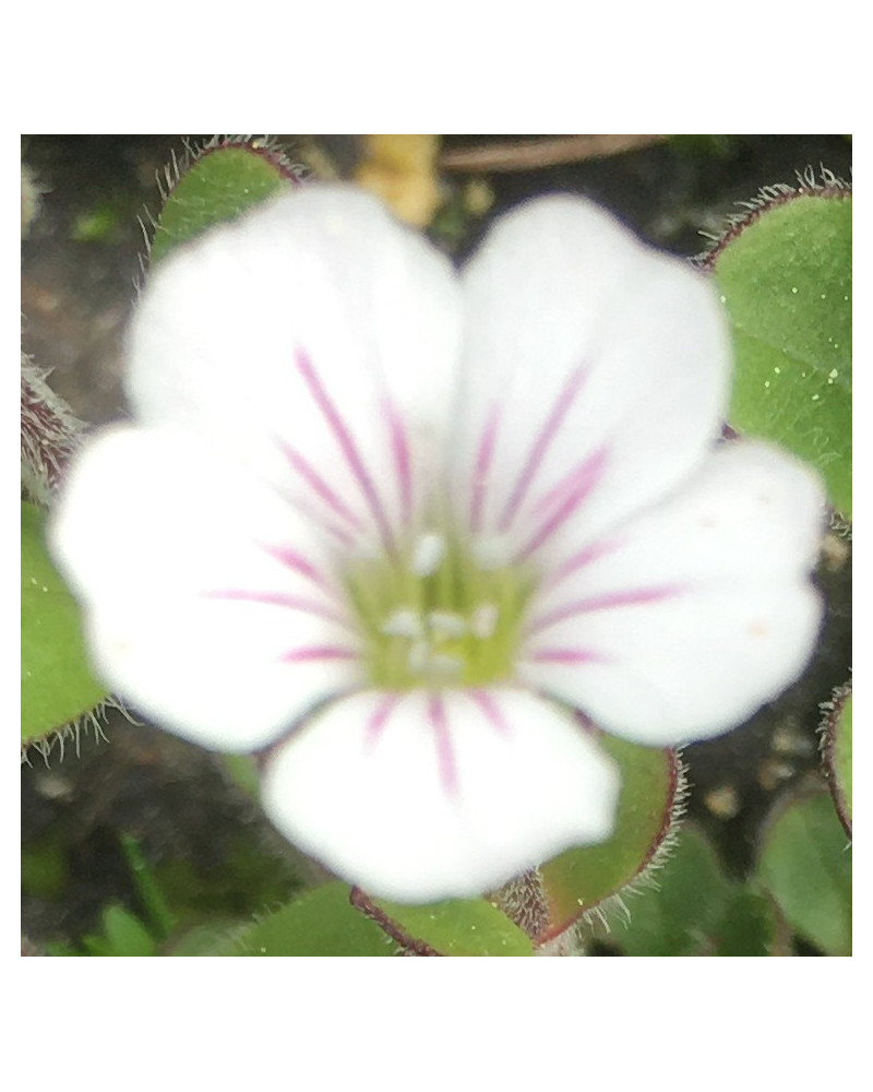Gypsophila cerastiodes, Himalaya-Schleierkraut Pflanze