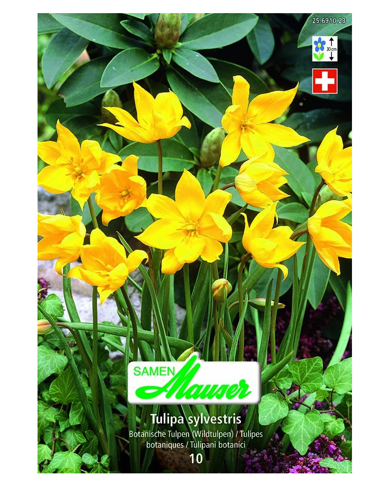Tulipa sylvestris Tulipa sylvestris