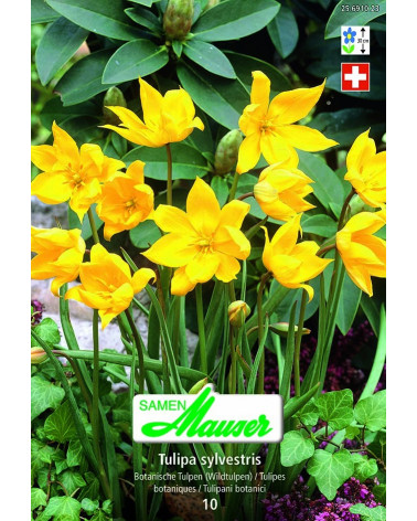 Tulipa sylvestris