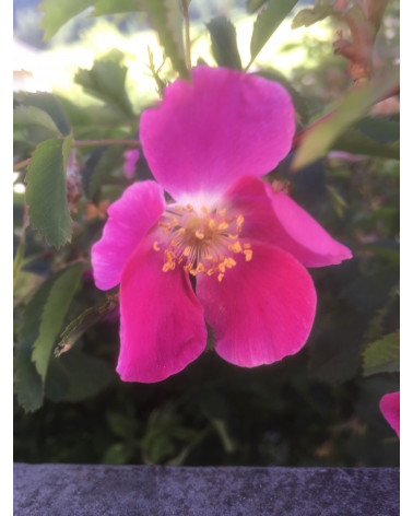 Alpenheckenrose, Rosa pendulina