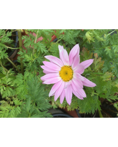 Chrysanthemum coccineum Robinson Rosa, Junimargrite