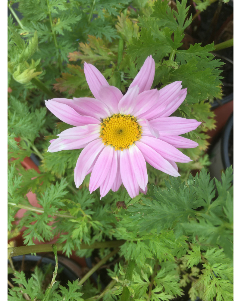 Chrysanthemum coccineum Robinson Rosa, Junimargrite