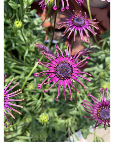 Osteospermum - Spezielle Blütenform