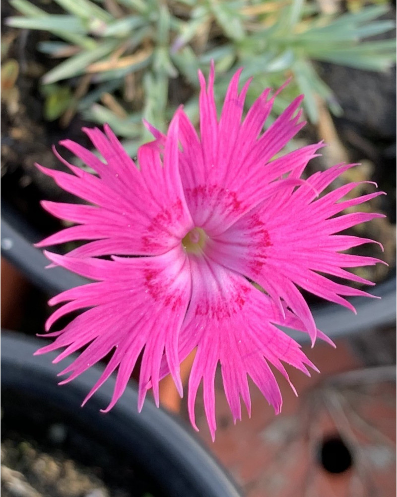 Pfingstnelke, Dianthus gratianopolitanus Evening Star