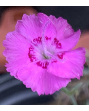 Duftnelke, Dianthus Hybrid Whitfield Joy