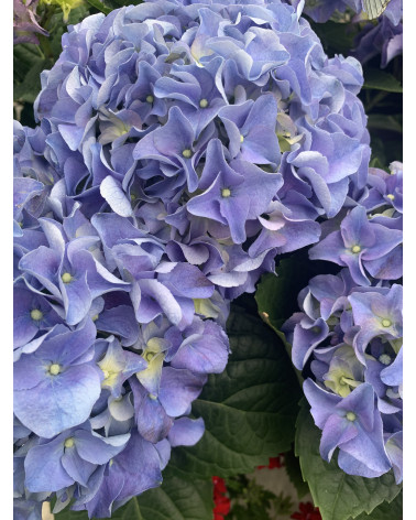Hortensie blau, Hydrangea macrophylla