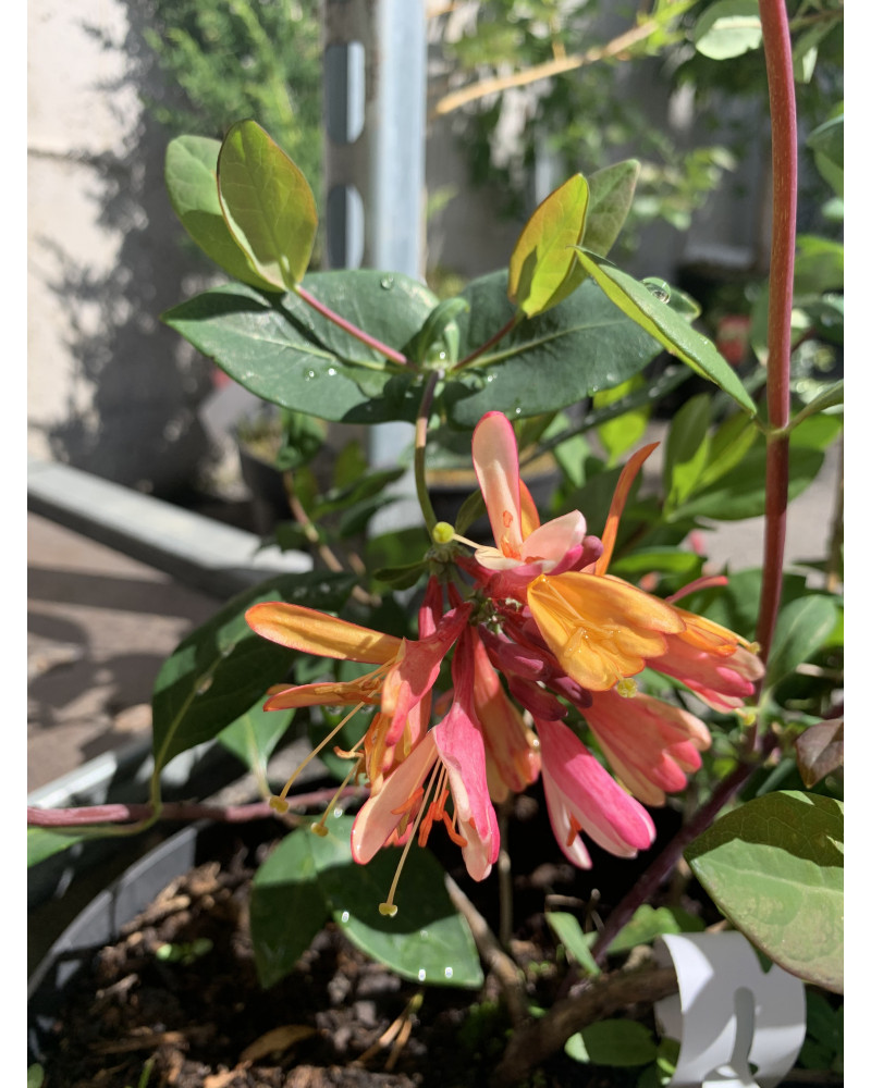 Feuer-Geissblatt, Lonicera Heckrottii Goldflame Pflanze