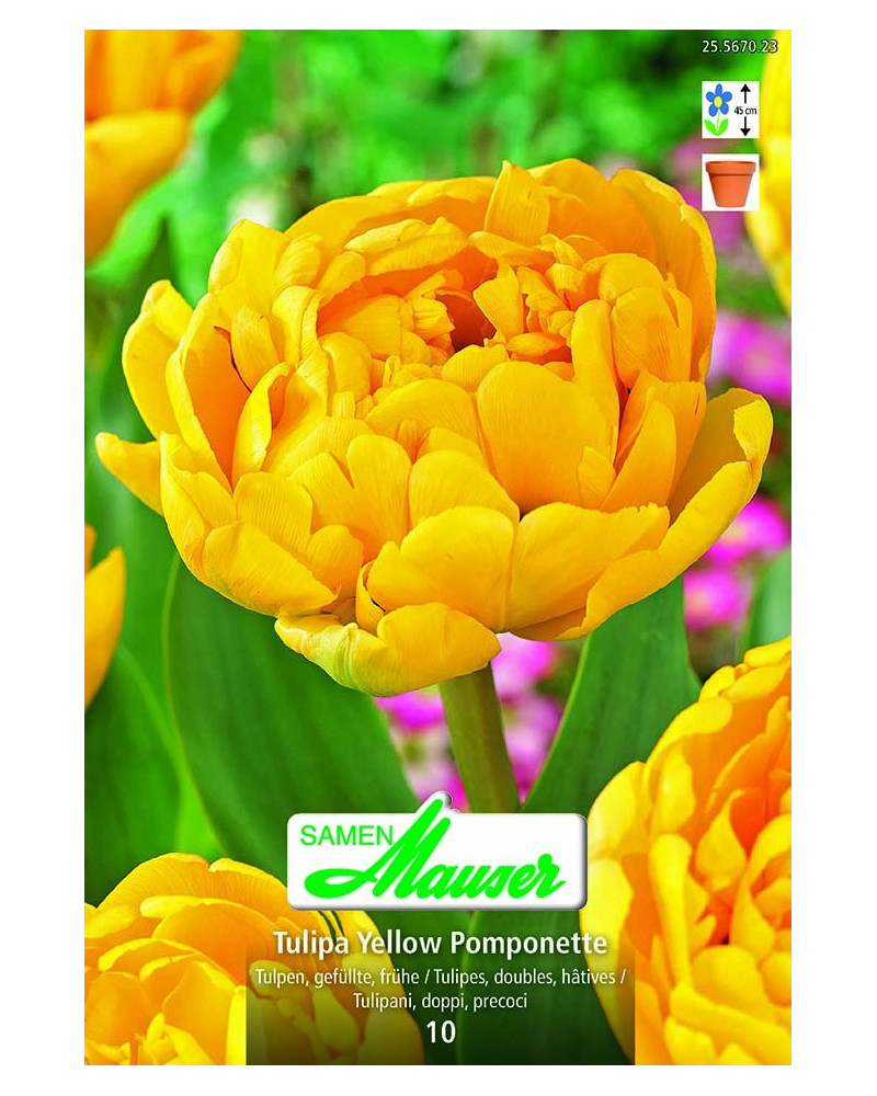 Yellow Pomponette