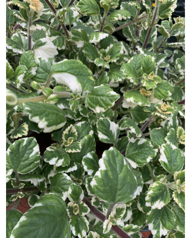 Mottenkönig, Plectranthus coleoides