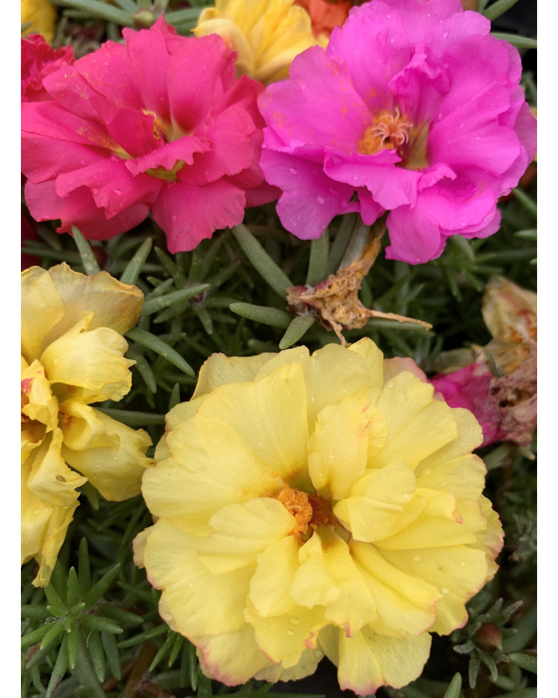 Portulakröschen, Portulaca grandiflora