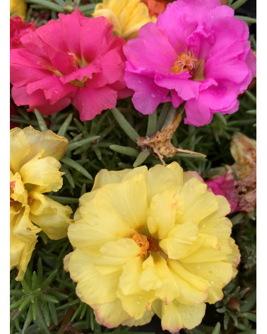 Portulakröschen, Portulaca grandiflora