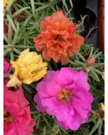 Portulakröschen, Portulaca grandiflora