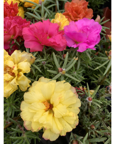 Portulakröschen, Portulaca grandiflora