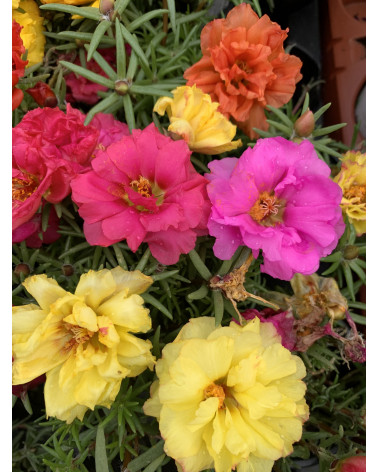 Portulakröschen, Portulaca grandiflora