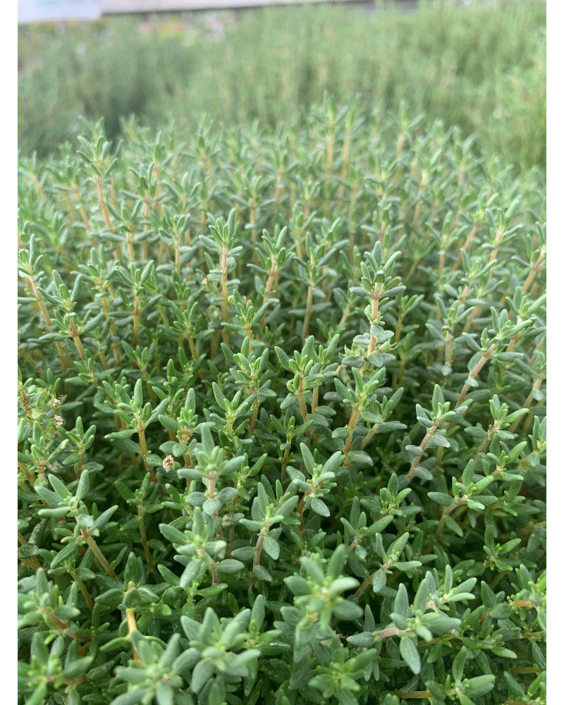 Salbei, Salvia officinalis XL