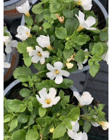 Bacopa-Sutera