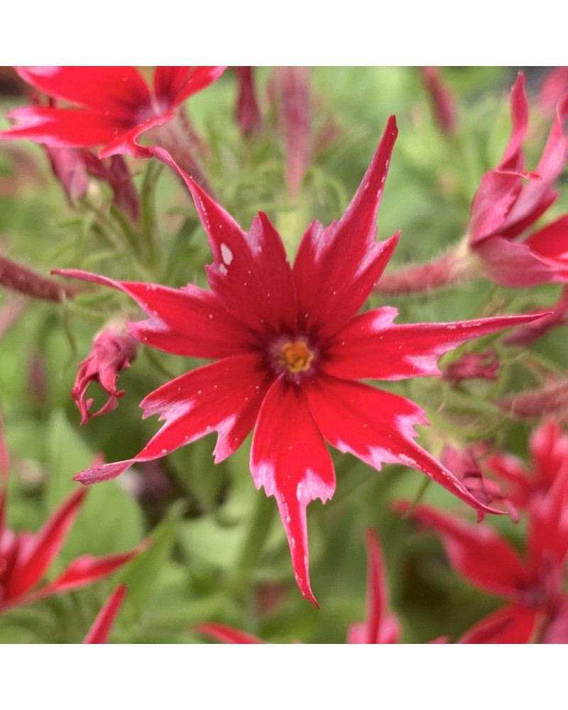Phlox Superstar