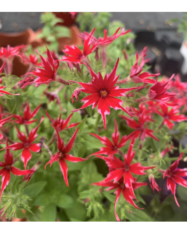 Phlox Superstar