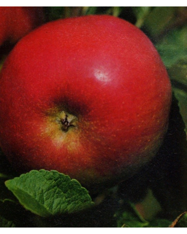 Apfel Idared Halbstamm