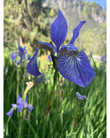 Wiesenschwertlilie, Iris sibirica