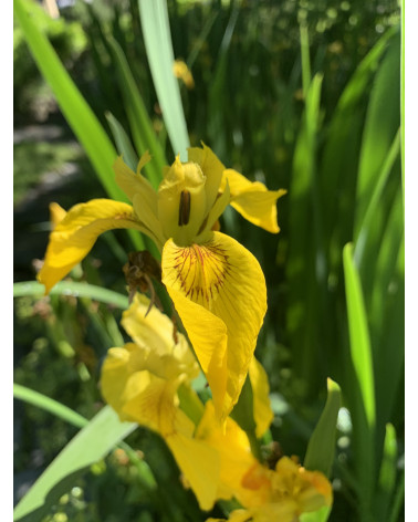 Sumpfiris, Iris pseudoacarus