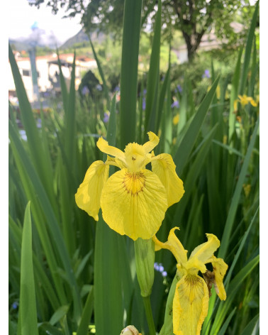 Sumpfiris, Iris pseudoacarus